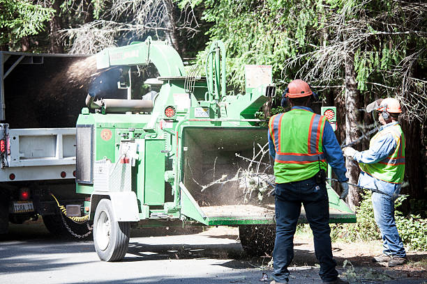 Leaf Removal